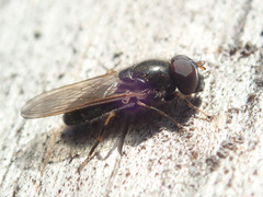 Cheilosia pagana