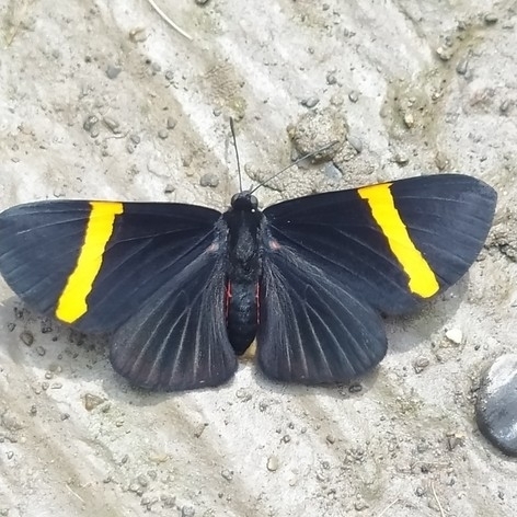 Mariposas ónix