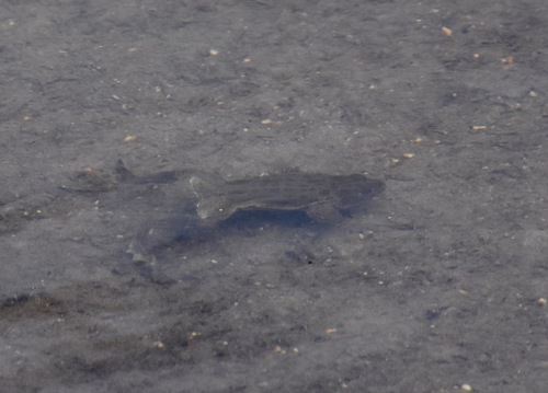 iNaturalist observation photo of Yosemite Toad