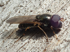 Cheilosia pagana