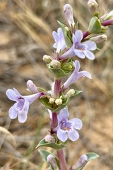 Penstemon fendleri