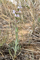 Penstemon fendleri