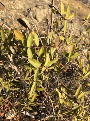 Colliguaja odorifera