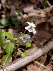 Viola minuscula