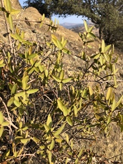 Colliguaja odorifera