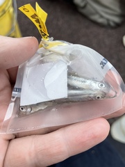 Notropis atherinoides