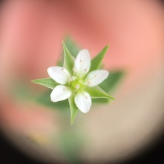 Arenaria serpyllifolia