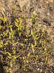 Colliguaja odorifera