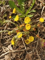 Tussilago farfara
