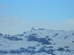 Caracara plancus plancus
