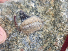 Acanthochitona fascicularis