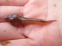 Apletodon dentatus