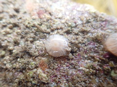 Actinothoe sphyrodeta