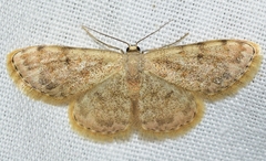 Scopula asellaria