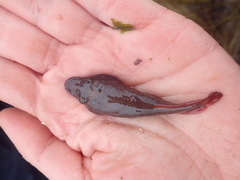 Lepadogaster purpurea