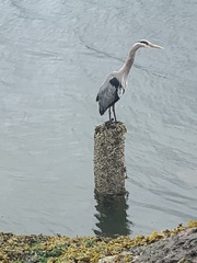 Ardea herodias fannini