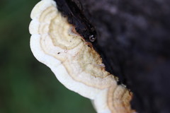 Oxychaete cervinogilva