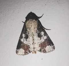 Condica mimica