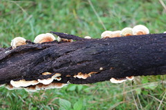 Oxychaete cervinogilva