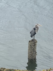 Ardea herodias fannini