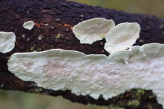 Oxychaete cervinogilva