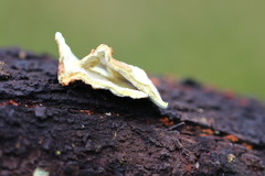 Oxychaete cervinogilva