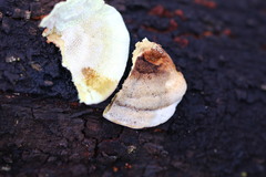 Oxychaete cervinogilva