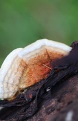 Oxychaete cervinogilva