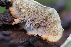 Oxychaete cervinogilva