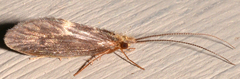 Lepidostoma griseum