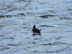 Oxyura ferruginea