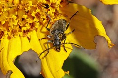 Brachysomida californica