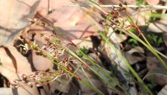 Luzula forsteri