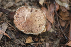 Tricholoma austrocolossus
