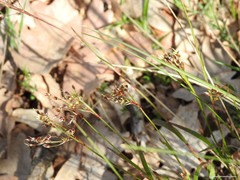 Luzula forsteri