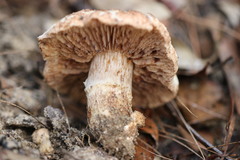 Tricholoma austrocolossus