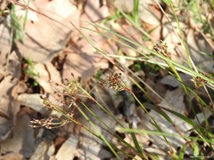 Luzula forsteri