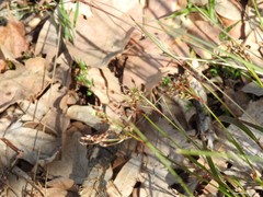 Luzula forsteri