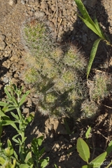 Mammillaria mazatlanensis