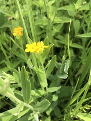 Lithospermum canescens