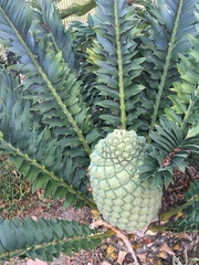 Encephalartos arenarius