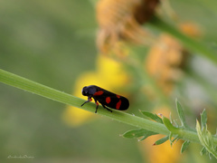 Cercopis intermedia