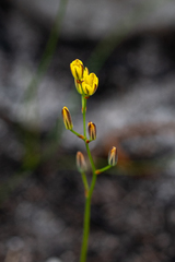 Eriospermum schlechteri