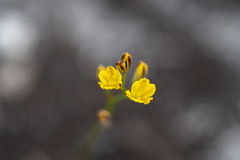 Eriospermum schlechteri