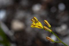 Eriospermum schlechteri