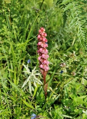 Satyrium nepalense ciliatum