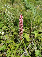 Satyrium nepalense ciliatum
