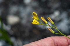 Eriospermum schlechteri