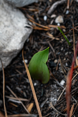 Eriospermum schlechteri