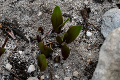 Eriospermum schlechteri